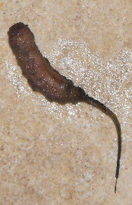 Rattailed Maggot Rattailed Maggot
