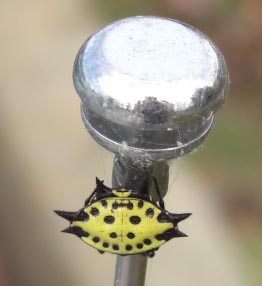 Crablike Spiny Orb Weaver spiny orbweaver annette1 Crablike Spiny Orb Weaver