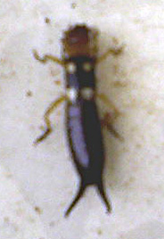 earwig_israel Earwig