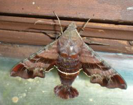 nessus_sphinx_danielle nessus sphinx danielle Nessus Sphinx