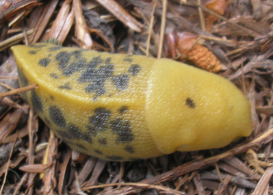 California Banana Slug