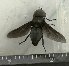 black_horse_fly_ontario black horse fly ontario Black Horse Fly