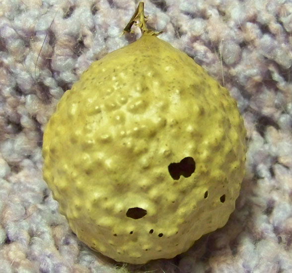 Oak Gall
