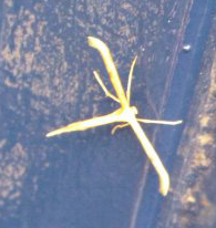 plume_moth_jennifer_england plume moth jennifer england Plume Moth from England