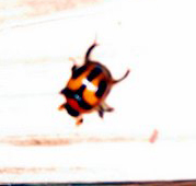 Bolbocerosoma_evelyn Bolbocerosoma evelyn Earth Boring Dung Beetle