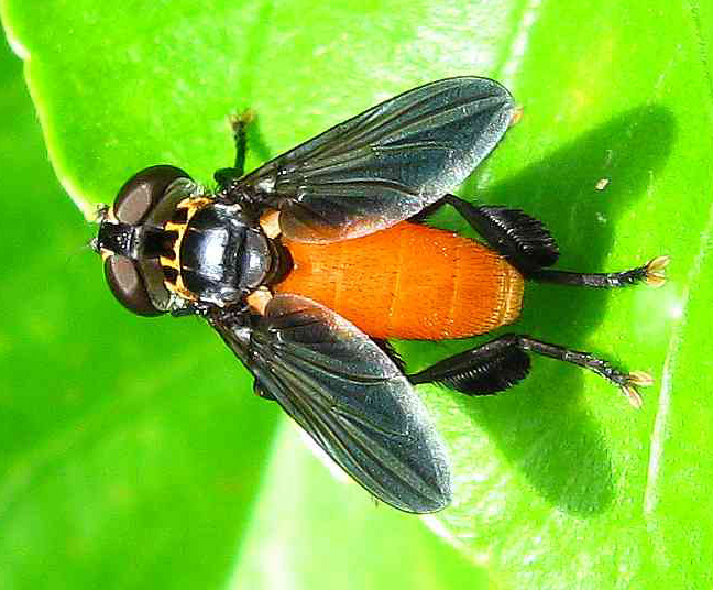 Feather Legged Fly What's That Bug?