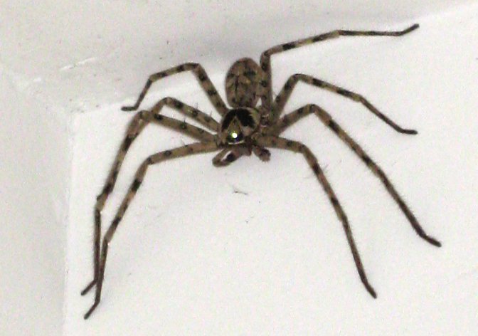 Huntsman Spider in China - What's That Bug?