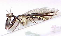 mantispid_wendy Mantidfly