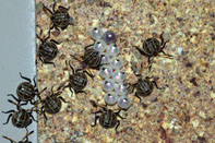 eucalyptus_shield_hatchlings_grev Eucalyptus Shield Bug Hatchlings