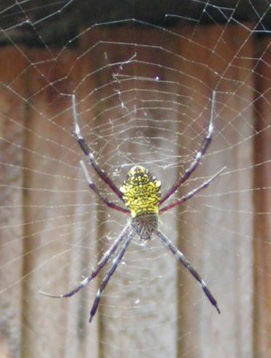 Argiope Appensa