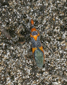 assassin_miriam_florida Milkweed Assassin Bug