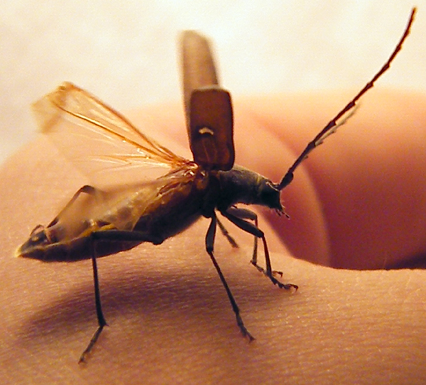 Banded Hickory Borer from Oklahoma What's That Bug?