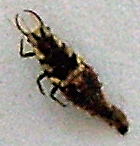 aphid_lion_candice1 Aphidlion