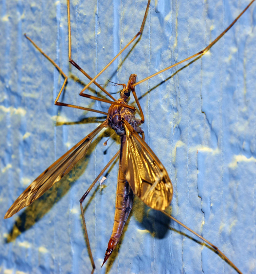 Cranefly with Aphid Exoskeleton What's That Bug?