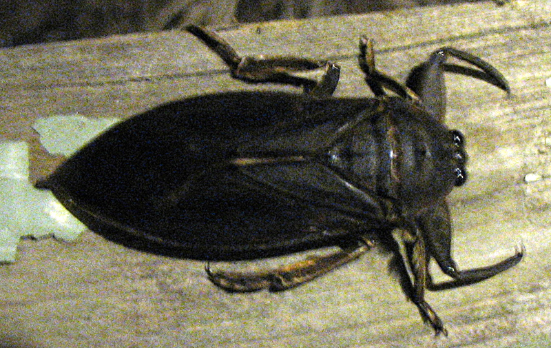 australian toe biter