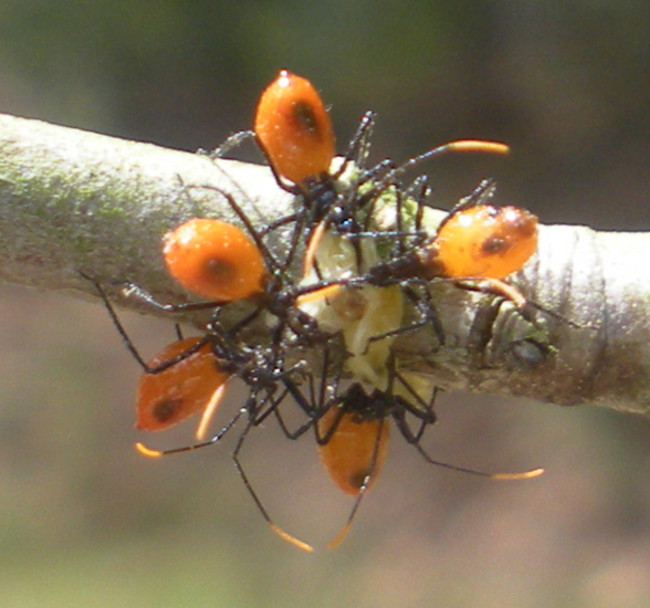 Wheel Bug Hatchlings, we believe What's That Bug?