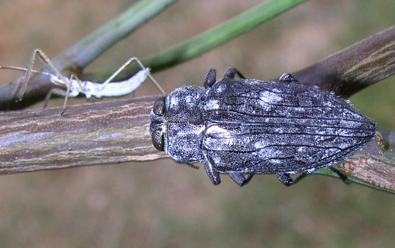 Metallic Wood Boring Beetle  What's That Bug?