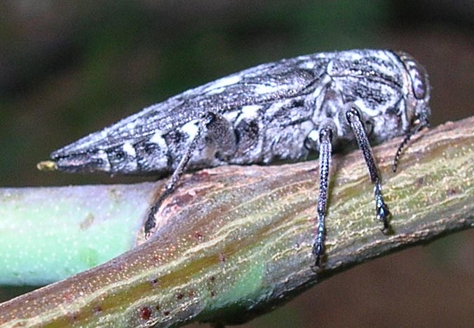 Metallic Wood Boring Beetle  What's That Bug?