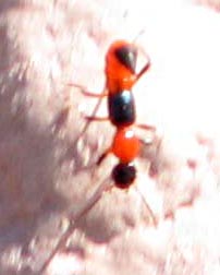 creechie_arizona_justen Rove Beetle