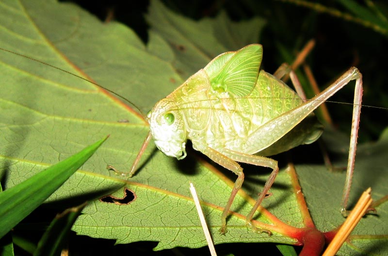 Immature Greater AngleWing Katydid What's That Bug?