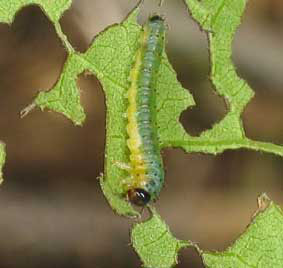 mallow_sawfly_larva_tim Hibiscus Sawfly Larva
