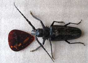 paloverde_root_borer_carla Palo Verde Root Borer