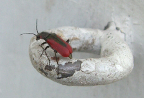 scarlet_malachite_beetle_abi Scarlet Malachite Beetle