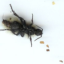velvet_ant_under_michael Velvet Ant