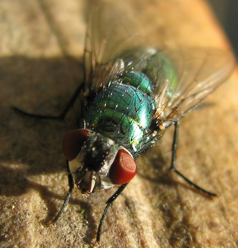 Common Green Bottle Fly we believe - What's That Bug?