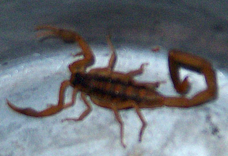 Striped Bark Scorpion in Missouri What's That Bug?