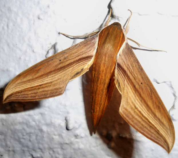 Tersa Sphinx What's That Bug?