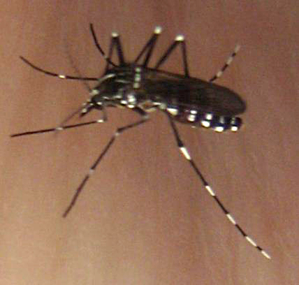 Asian Tiger Mosquito - What's That Bug?