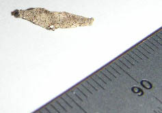case_bearing_moth_larva_ray Case Bearing Moth Larva