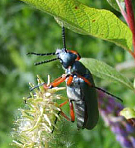 Blister Beetle