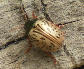 dogwood_calligrapha_leisu Dogwood Calligrapha