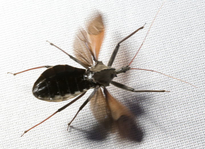 Wheel Bug What's That Bug?