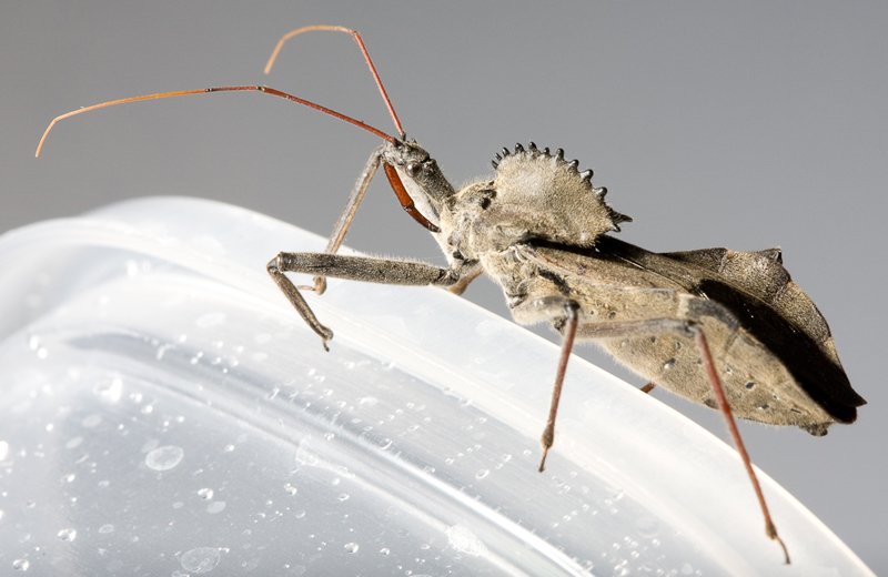 Wheel Bug What's That Bug?
