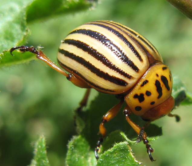 Colorado Potato Beetle What's That Bug?