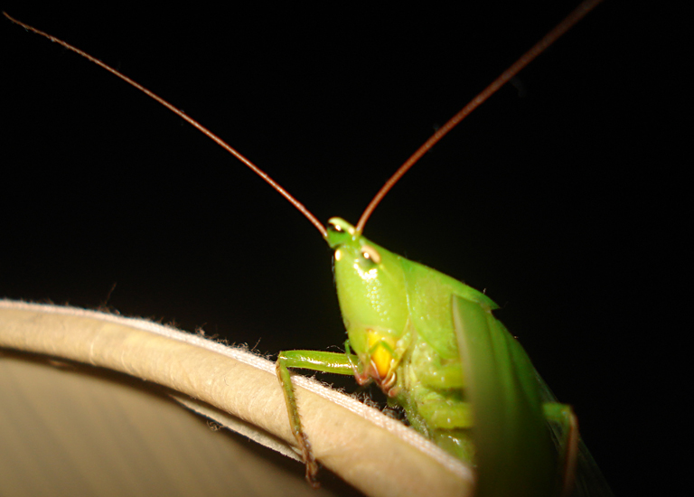 Common Conehead Katydid What's That Bug?
