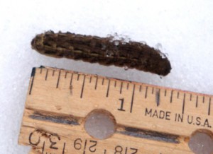 download winter cutworm download winter cutworm