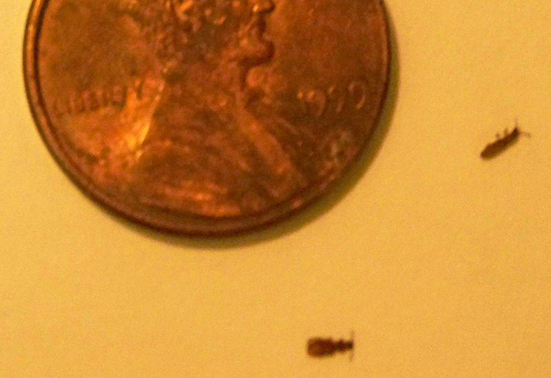 Grain Beetles What's That Bug?