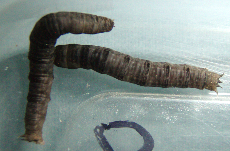 Leather Jackets dislike the rain What's That Bug?