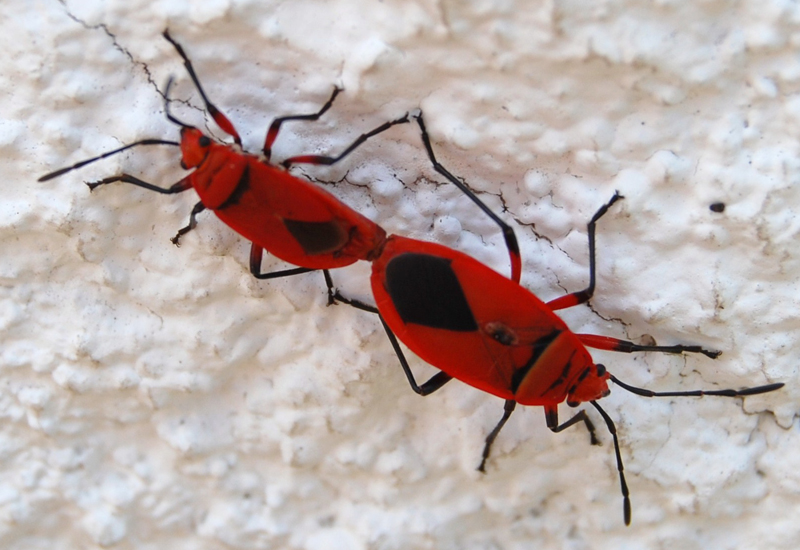 Mating True Bugs from South Africa Cotton Stainers perhaps What's