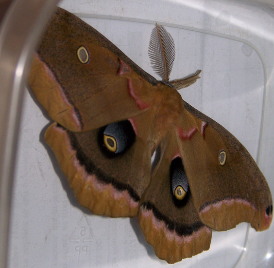 Polyphemus Moth emerges indoors in the winter What's That Bug?