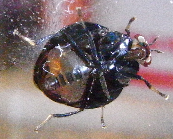 Fly that looks like a Beetle from Malaysia What's That Bug?