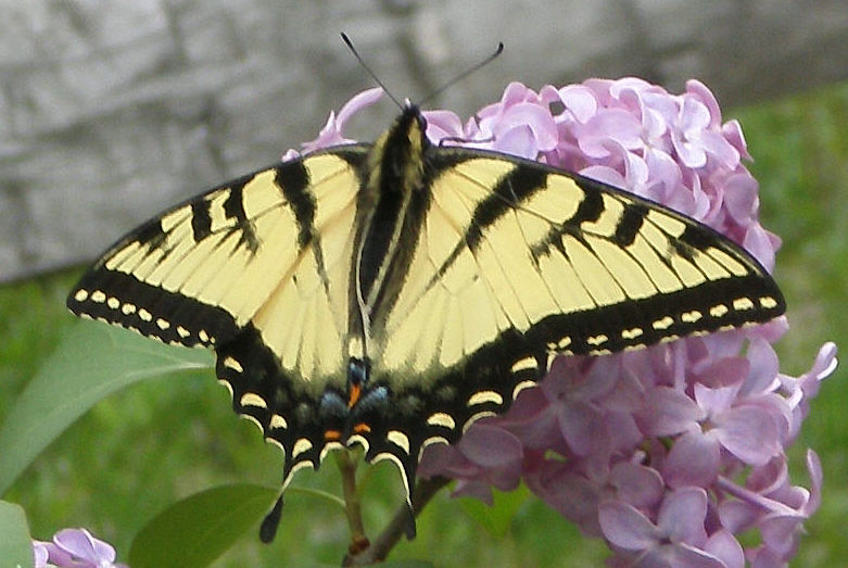Tiger Swallowtail But What Species What s That Bug 