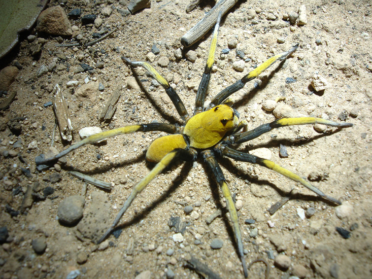 Desert Wolf Spider from Australia What's That Bug?