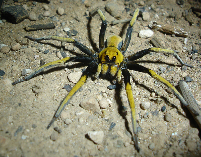 Desert Wolf Spider from Australia What's That Bug?