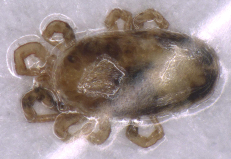 Tropical Fowl Mite What's That Bug?