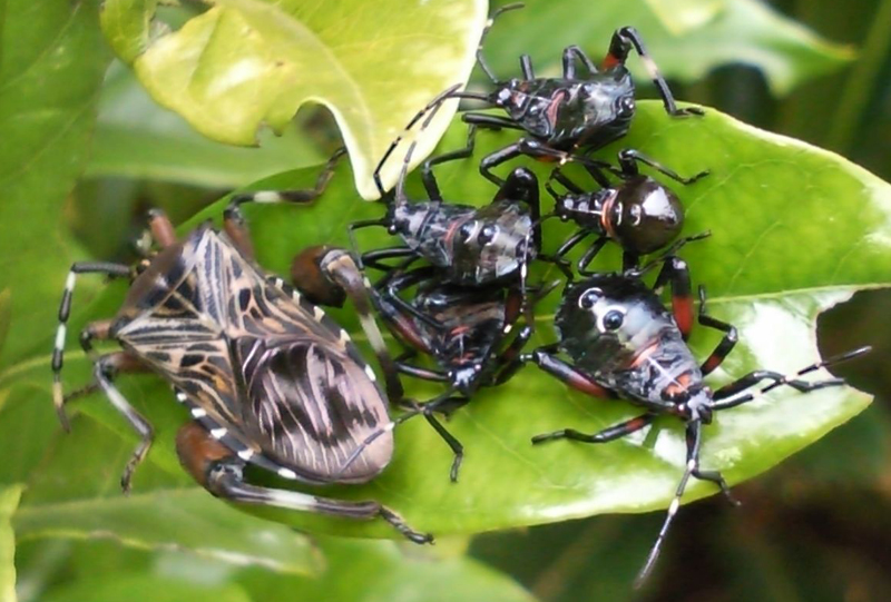 Giant Twig Wilter from South Africa Adult and Nymphs What's That Bug?